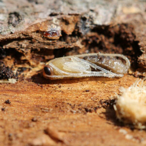 Tree Borers – Types, Signs of Infestation, and Remedies